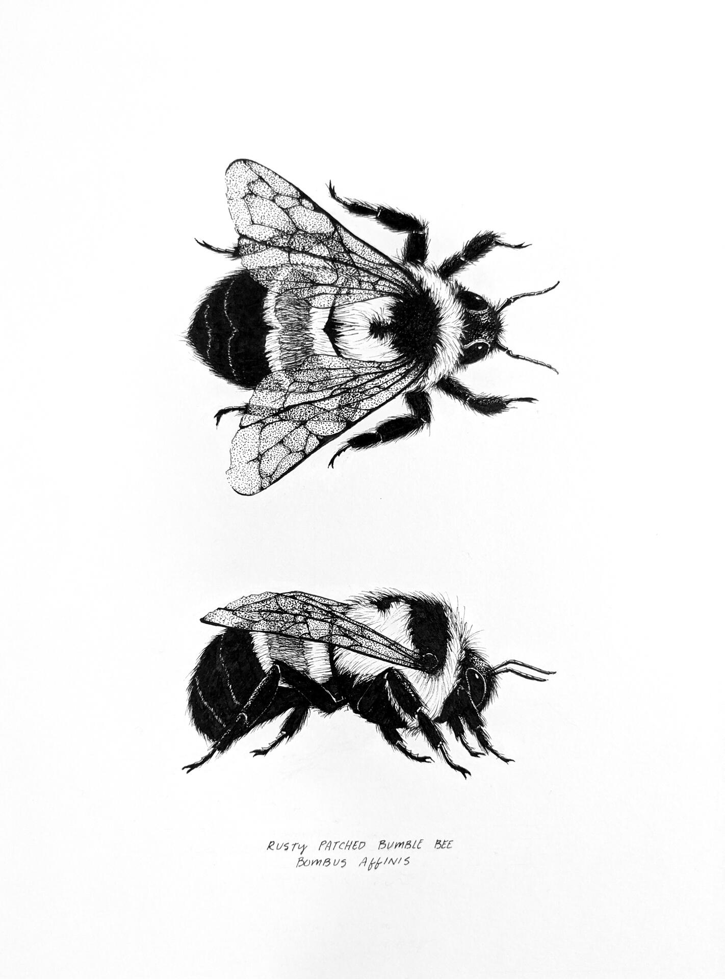 rusty patched bumble bee, ink on bristol vellum paper