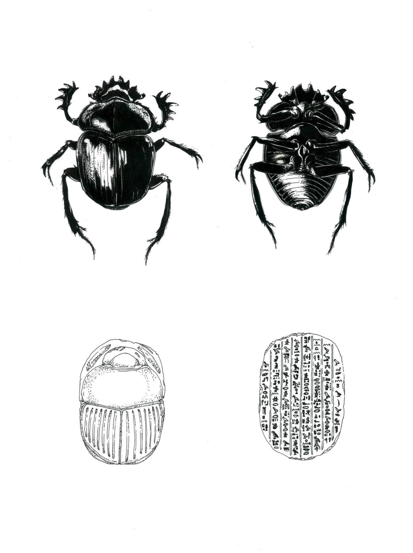scarab beetle & scarab amulet, ink on dura-lar polyester film