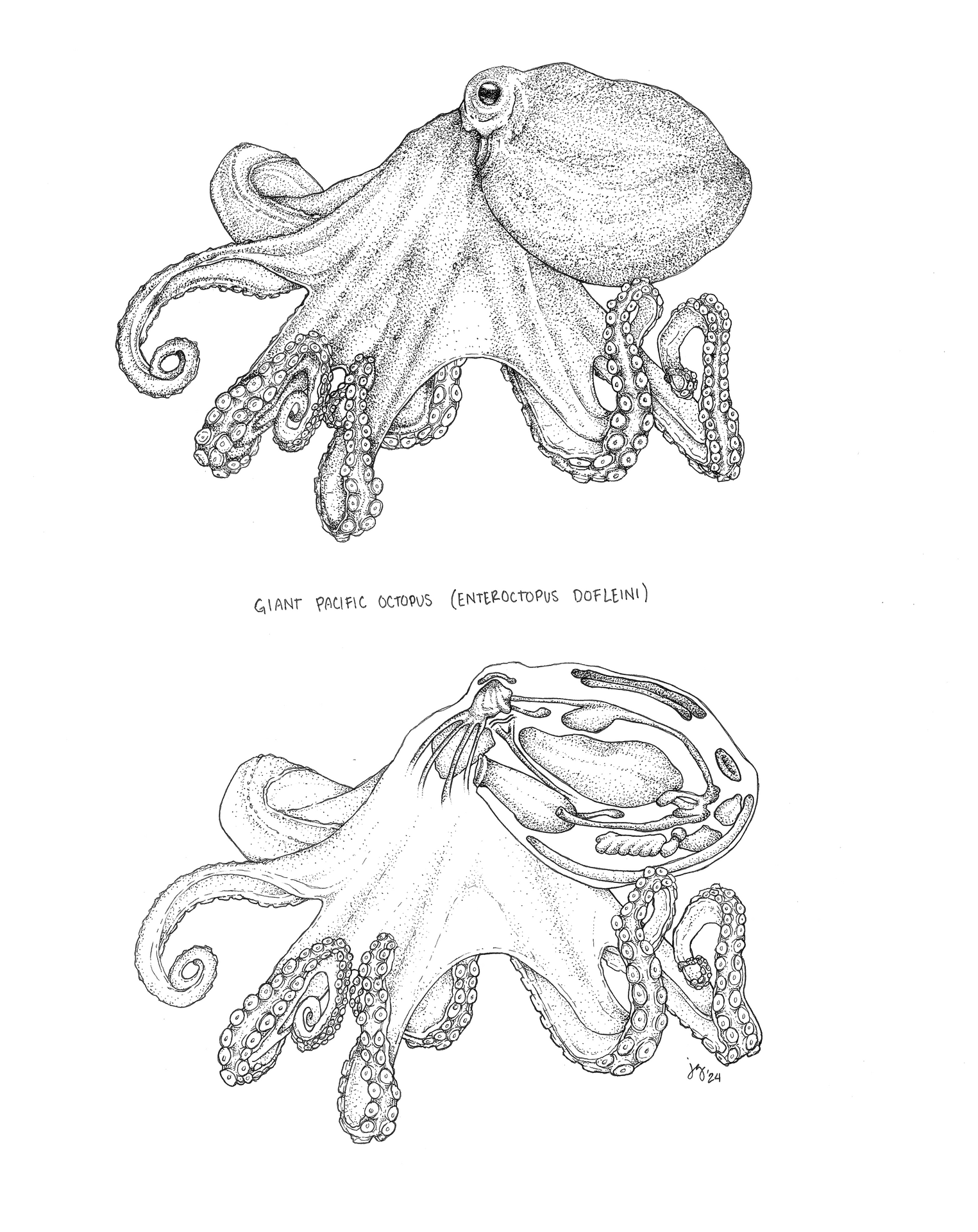 giant pacific octopus, ink on bristol vellum