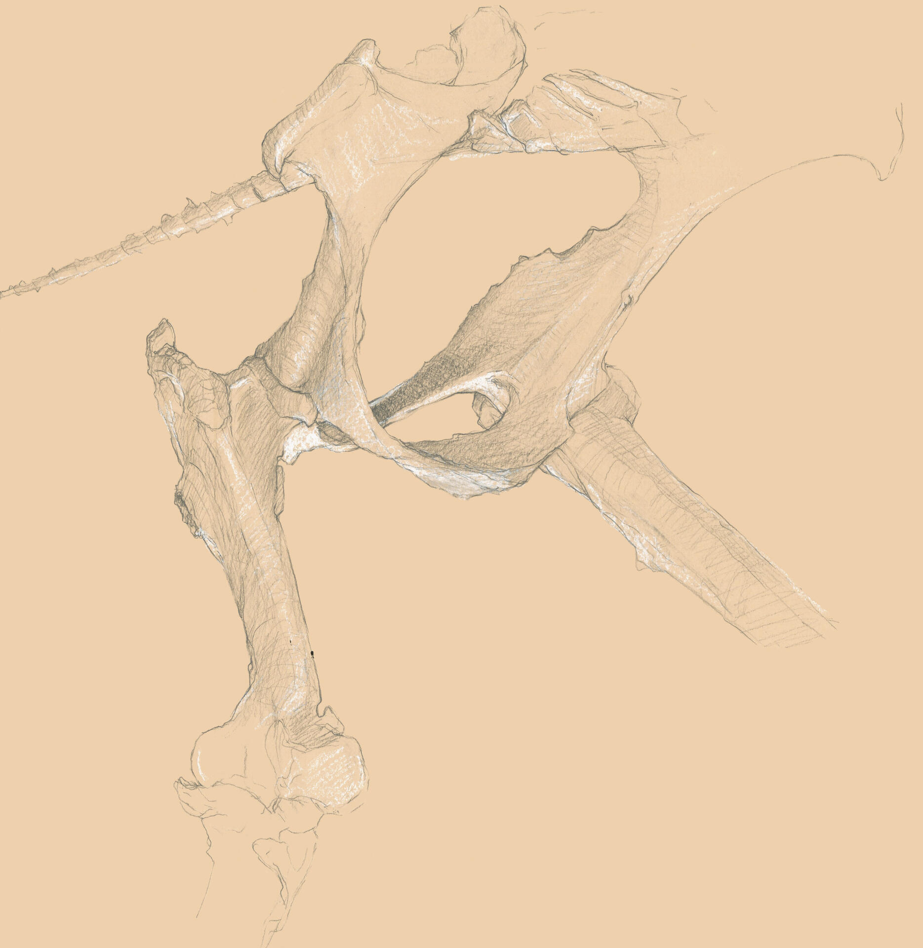 horse hip, pencil on brown sketch paper