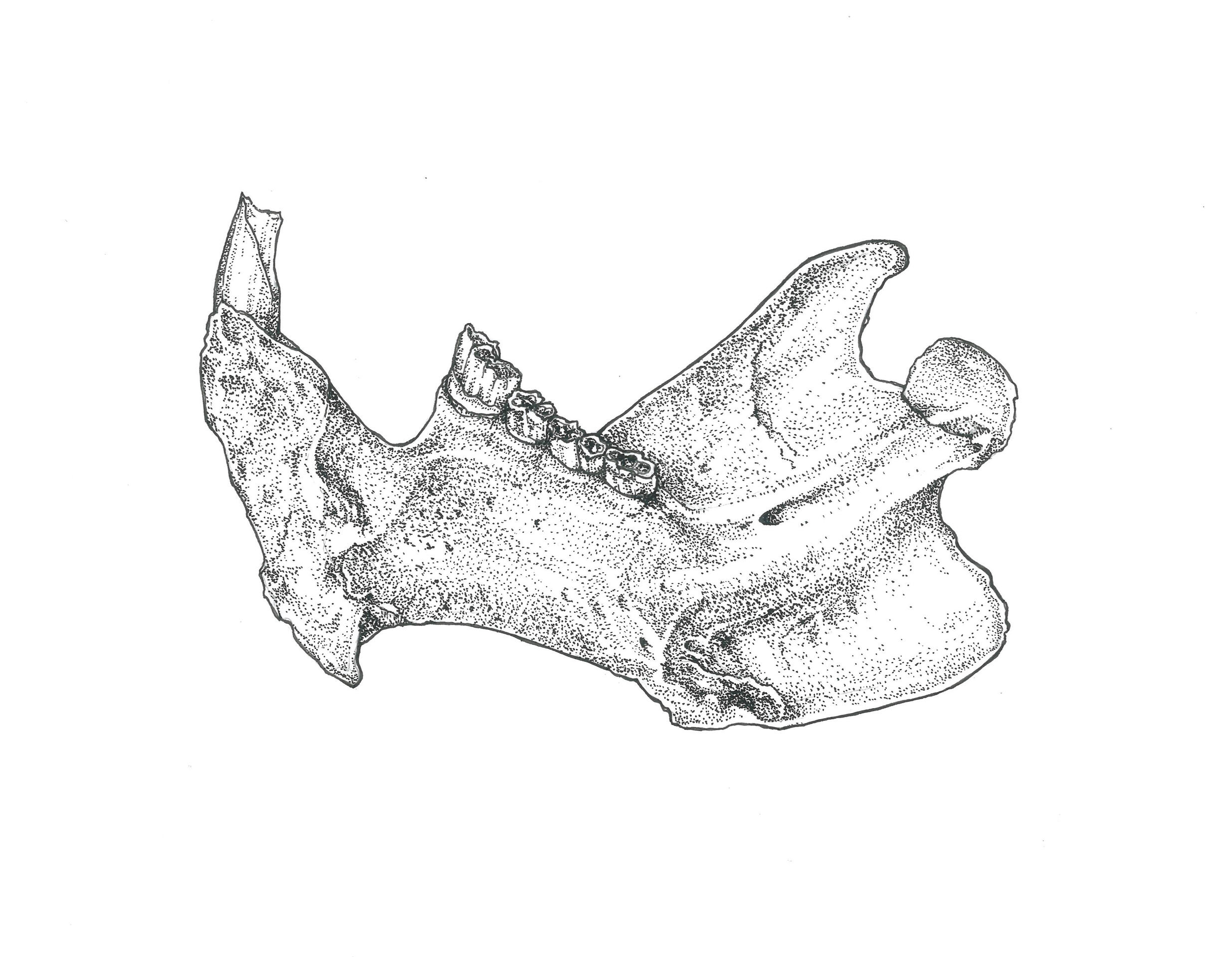 beaver jaw, ink on bristol vellum paper